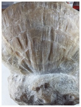 Coquille marbre4.jpg
