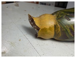 vase daum1.jpg